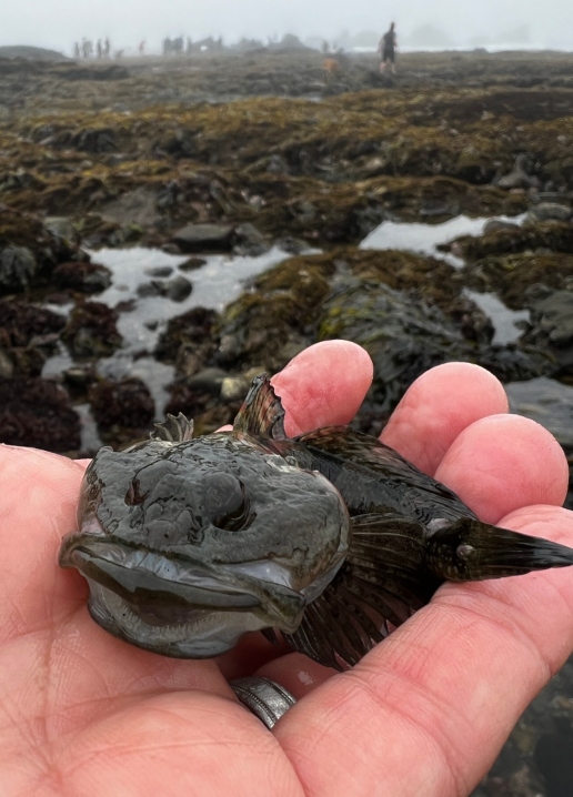 Smoothhead Sculpin